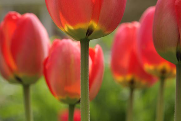 The Queens' Tulips